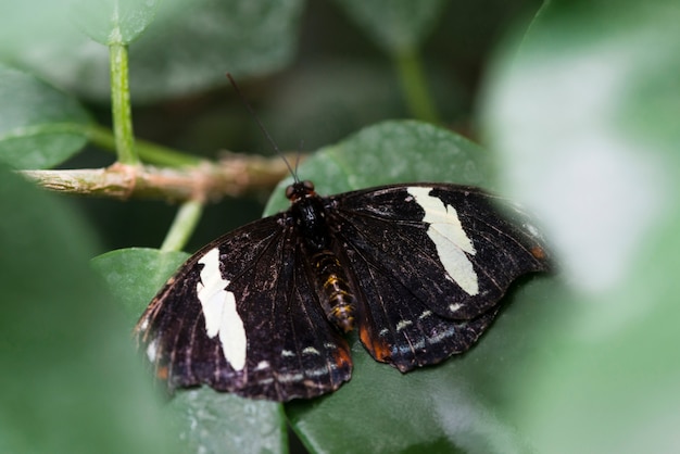 Draufsichtschwarzweiss-Schmetterling