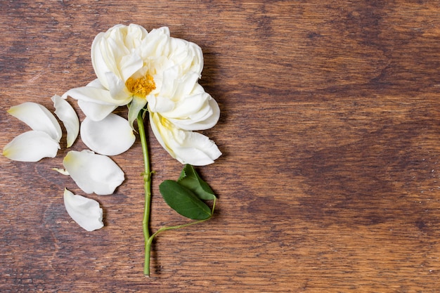 Kostenloses Foto draufsichtweißrose auf dem tisch