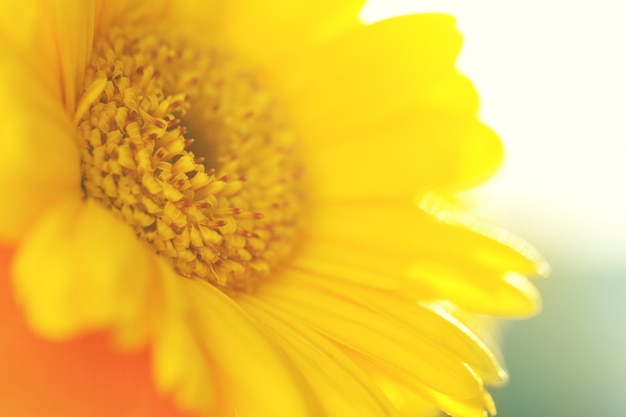 draußen Geschenk Frühling natürlichen bunt