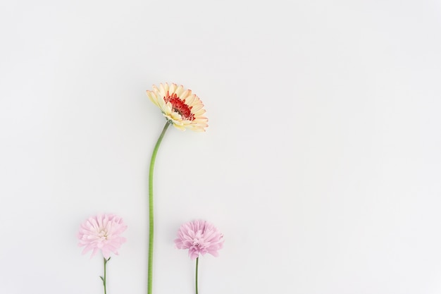 Drei dekorative Blumen auf weißem Hintergrund