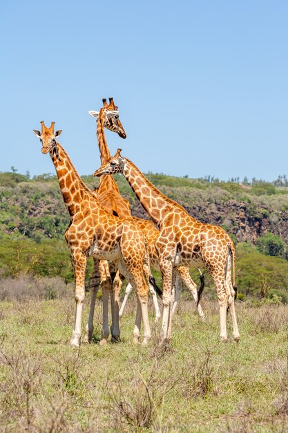 Drei Giraffen tummeln sich in der Savanne