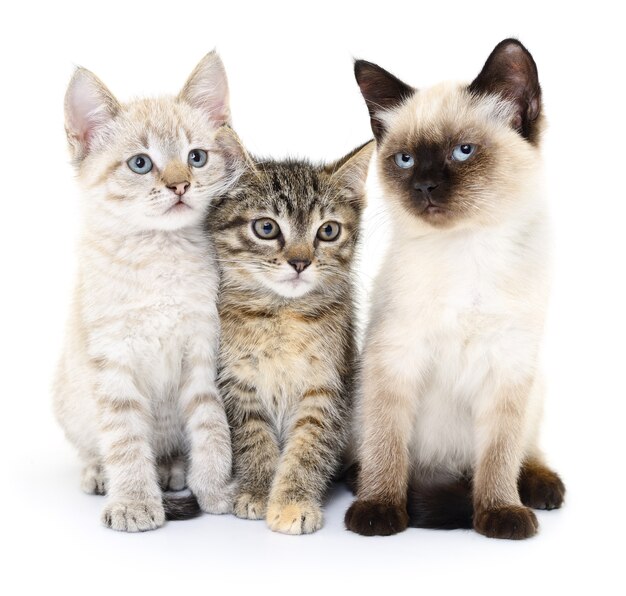 Bilder Drei Katzen Gratis Vektoren Fotos Und Psds