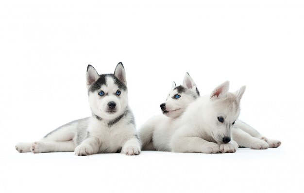 Drei lustige Siberian Husky Welpen, die auf dem Boden sitzen, interessant spielen, wegschauen und auf Essen warten. Getragene Hunde mögen Wölfe mit grauer und weißer Fellfarbe und blauen Augen.