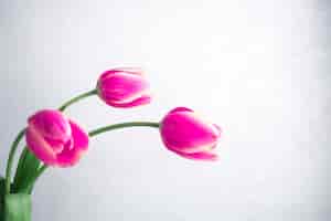 Kostenloses Foto drei rosa tulpen auf weißem hintergrund