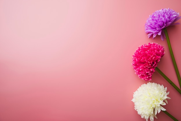 Drei schöne bunte Blumen auf rosa Hintergrund
