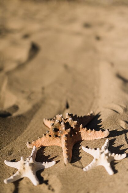 Drei Seesterne auf dem Sand