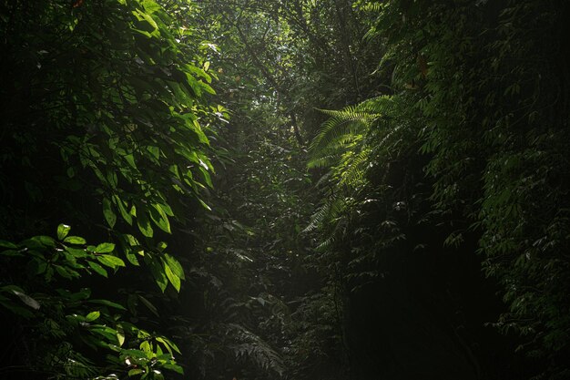 Dschungel Bali Indonesien