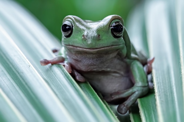 Dumpy Frog Litoria Caerulea auf grünen Blättern Dumpy Frog auf Ast Laubfrosch auf Ast Amphibien Nahaufnahme