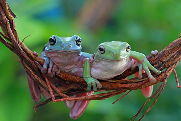 Dumpy Frog Litoria Caerulea auf grünen Blättern Dumpy Frog auf Ast Laubfrosch auf Ast Amphibien Nahaufnahme