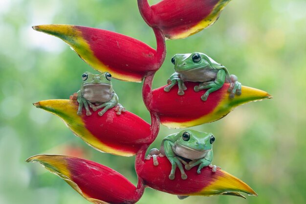 Dumpy Frog Litoria Caerulea auf roter Knospe