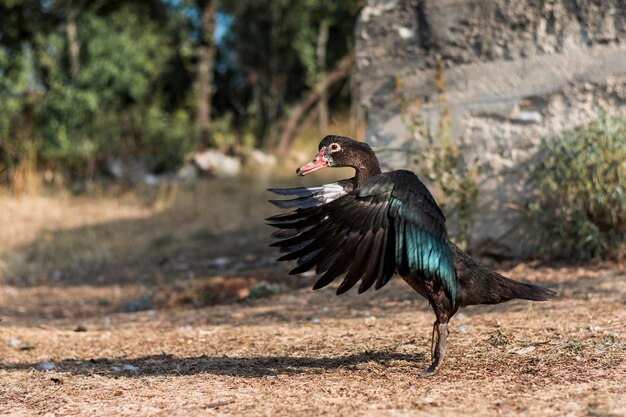 Dunkle Ente, die versucht, in einen Hinterhof zu fliegen