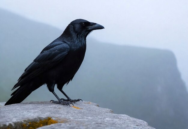 Dunkle Szene von Krähen in der Natur