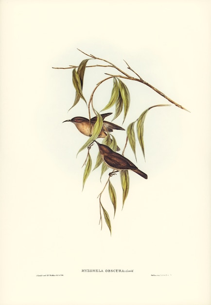 Dunkler Honigfresser (Myzomela obscura) von Elizabeth Gould