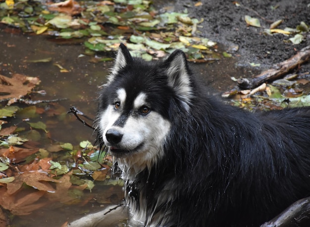 Kostenloses Foto durchnässter nasser alusky-hund mit einem süßen ausdruck.