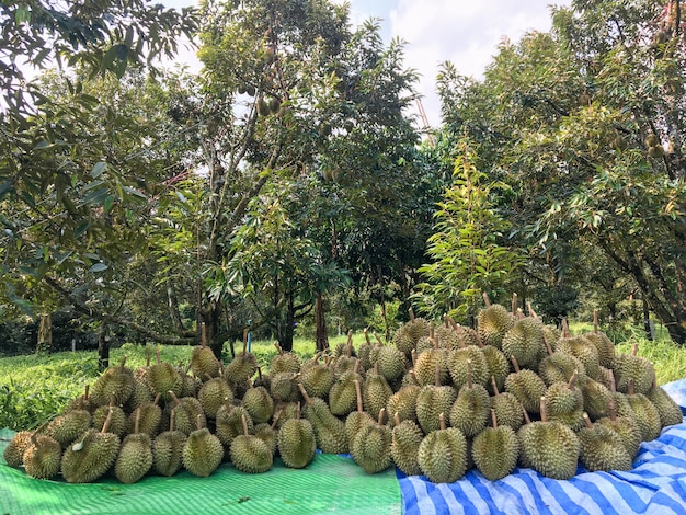 Durian-gruben, die die gärtner vom baum fällen, bevor sie sortiert und dann verkauft werden.
