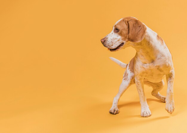 Edler Hund, der weg mit Kopienraum schaut