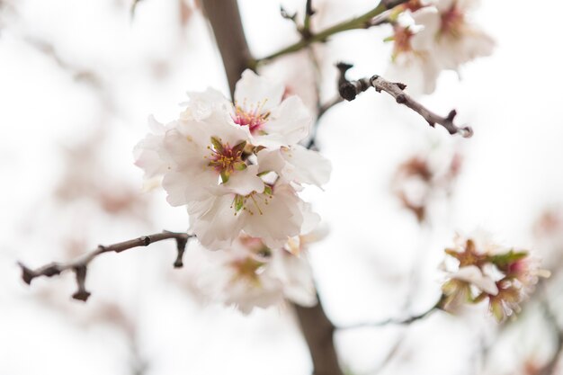 Ehrfürchtig Mandelblüten