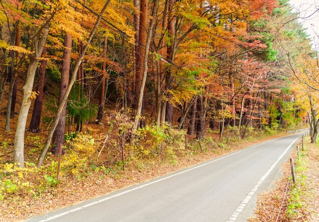 Eiche grüne Wälder herbstlich sonnig