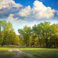 Kostenloses Foto eichenwald im herbst