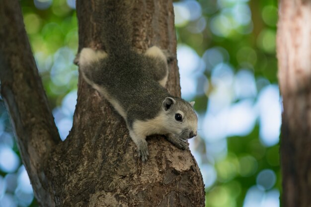 Eichhörnchen auf Baum