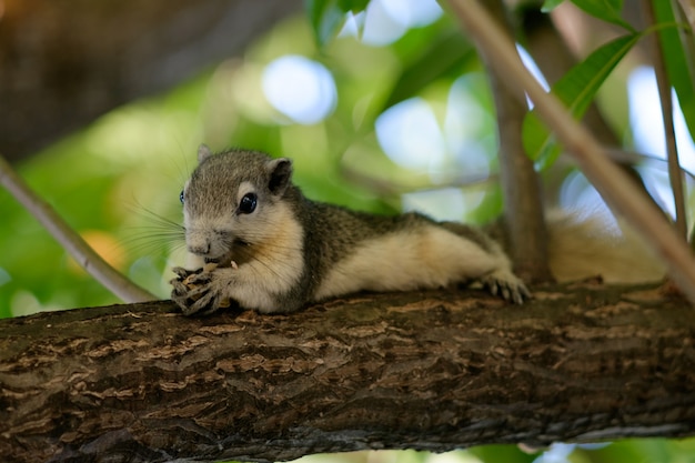 Kostenloses Foto eichhörnchen auf baum