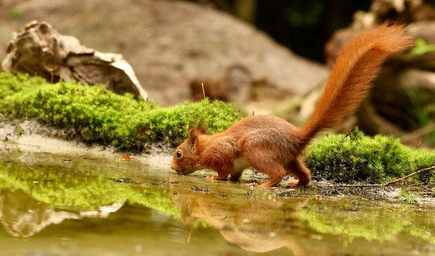 Eichhörnchen in der natur