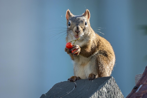 Eichhörnchen mit einem kleinen Zweig wilder Beeren in den Pfoten