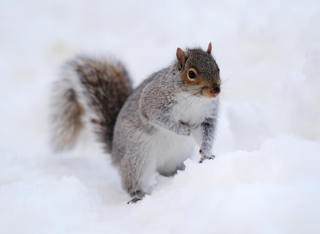 Eichhörnchen mit Schnee im Winter