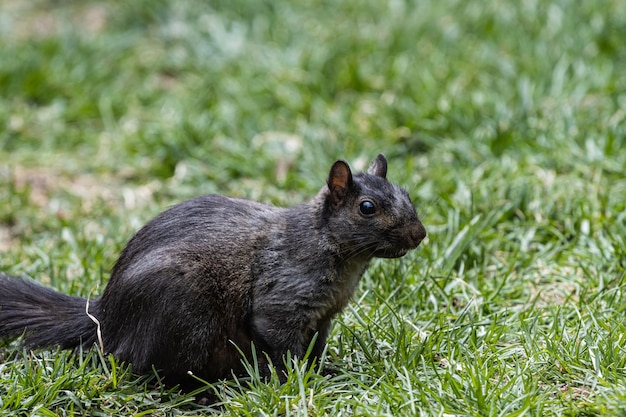 Eichhörnchen steht auf dem grasbedeckten Feld