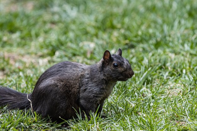 Eichhörnchen steht auf dem grasbedeckten Feld