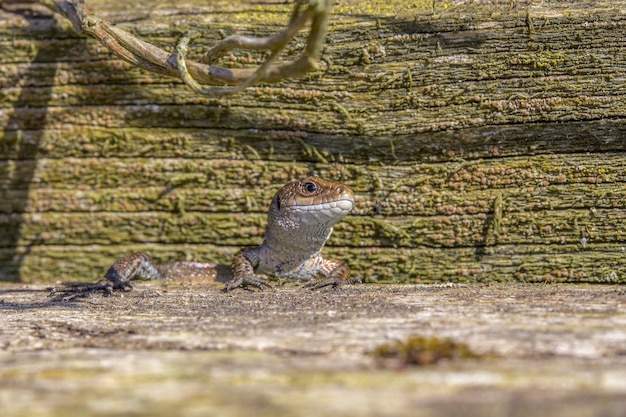 Kostenloses Foto eidechsenreptil auf felsen hautnah