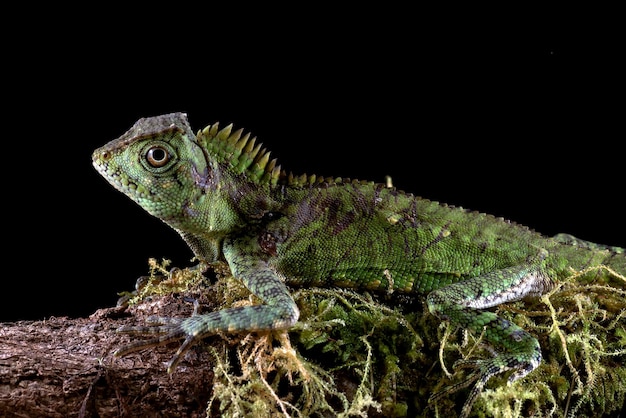 Eidechsenwalddrache auf Holz mit Tiernahaufnahme des schwarzen Hintergrundes