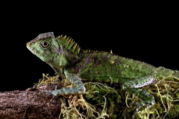 Eidechsenwalddrache auf Holz mit Tiernahaufnahme des schwarzen Hintergrundes