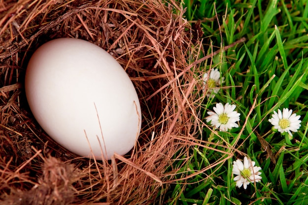 Eier im Nest auf frischem grünen Gras Frühjahr