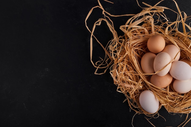 Eier im Nest auf Schwarzraum.