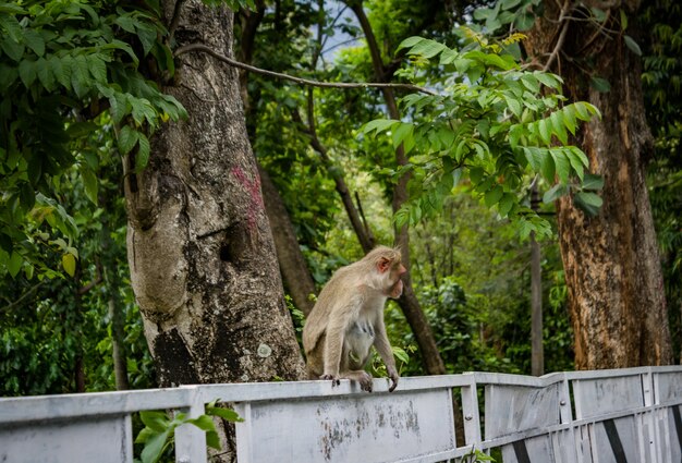 Ein Affe sitzt auf der Seite der Straße