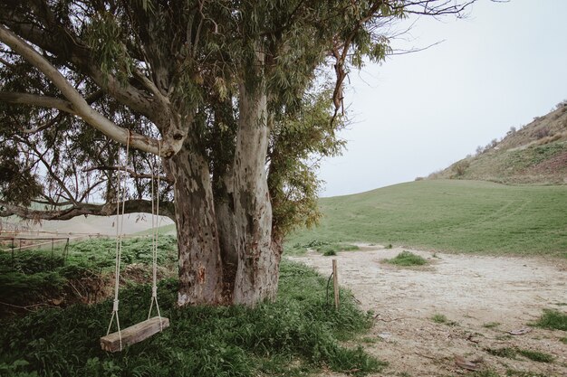 Ein alter Baum und eine leere Schaukel hingen in der Natur daran
