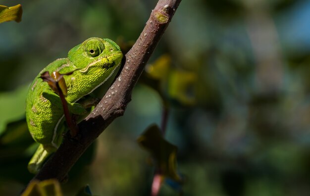 Ein Baby-Mediterranes Chamäleon (Chamaeleo Chamaeleon) bewegt sich langsam auf einem Johannisbrotbaum in Malta