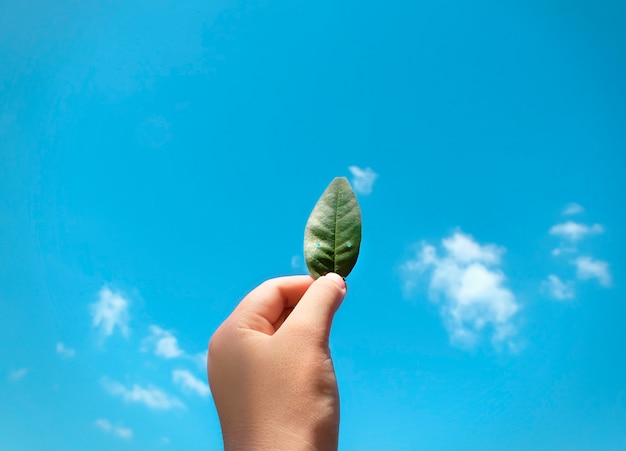 Kostenloses Foto ein blatt im himmel