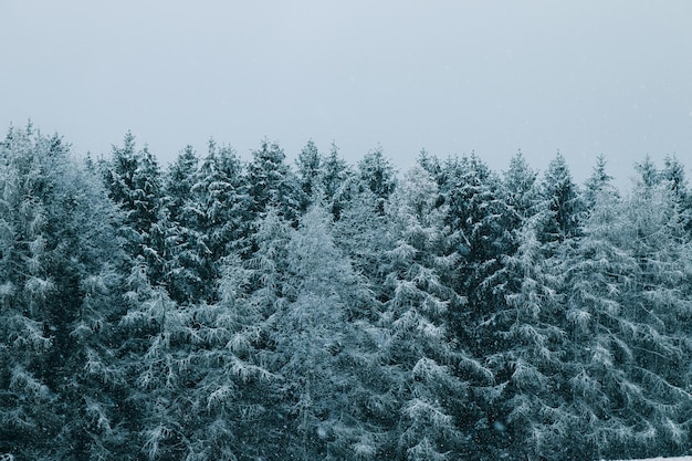 Ein blauer schneebedeckter Wald, der in Blau ist