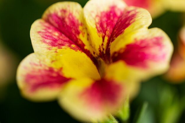 Ein Blick auf schöne, verschwommene Blumen