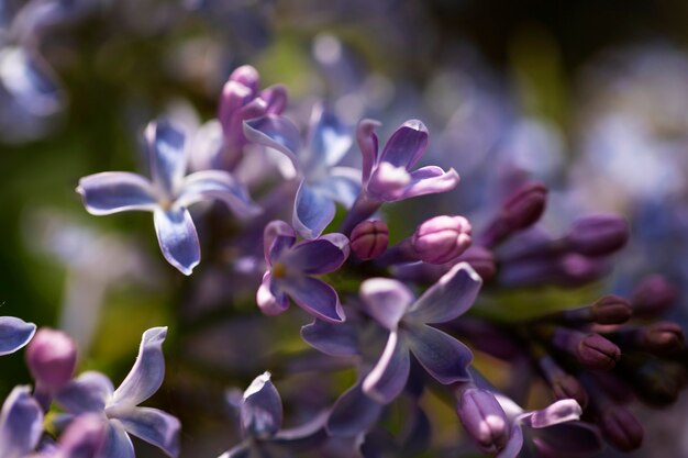 Ein Blick auf schöne, verschwommene Blumen