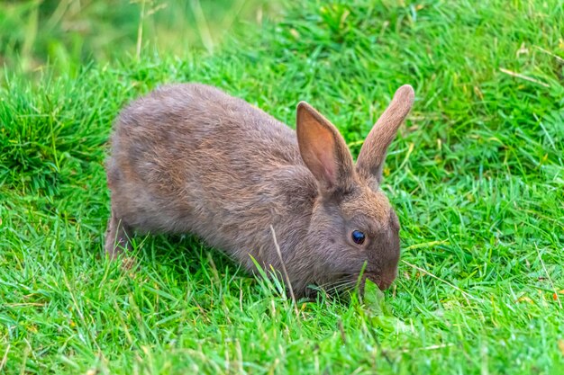 Seitenansicht Eines Hasen Der Auf Gras Sitzt Kostenlose Foto
