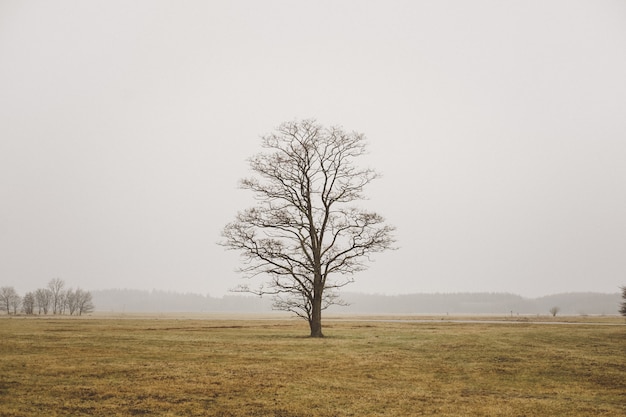 Ein einzelner einsamer Baum in einem Feld im nebligen Feld und im grauen Himmel