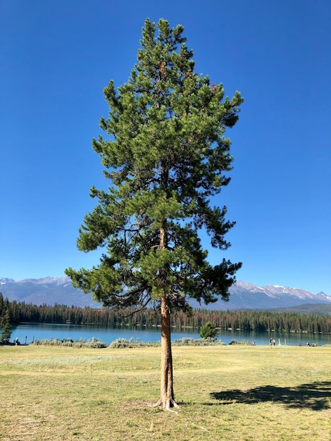Ein einzelner Tannenbaum in der Nähe des Sees mit Bäumen und hohen felsigen Bergen