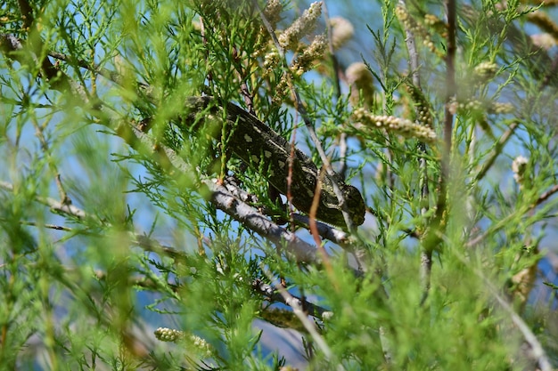 Ein erwachsenes mediterranes Chamäleon, das zwischen afrikanischen Tamariskenzweigen und Cape Sorrel Blumen spaziert