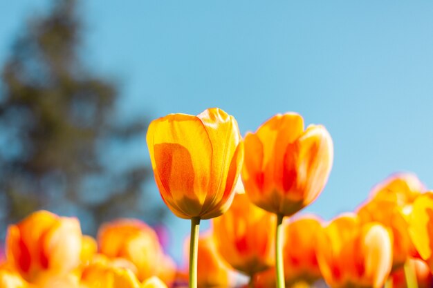 Ein Feld feuriger orangefarbener Tulpen in den Strahlen des sommerhellen Tageslichts