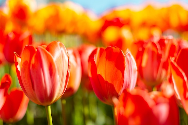 Ein Feld feuriger orangefarbener Tulpen in den Strahlen des sommerhellen Tageslichts