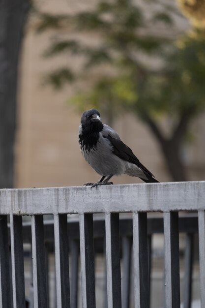 Ein Fron View Vogel auf Metallzaun zusammen mit grünen Bäumen