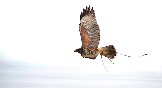 Ein gefangener Harris-Falke, der in der Falknerei verwendet wird, mit während des Fluges ausgebreiteten Flügeln.